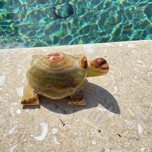Beautiful marble turtle .